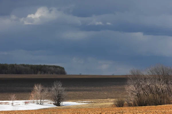 Willow, vide, sälg — Stockfoto