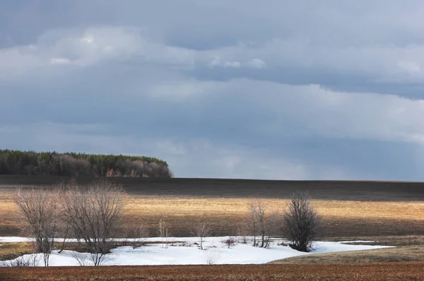 Willow, vide, sälg — Stockfoto