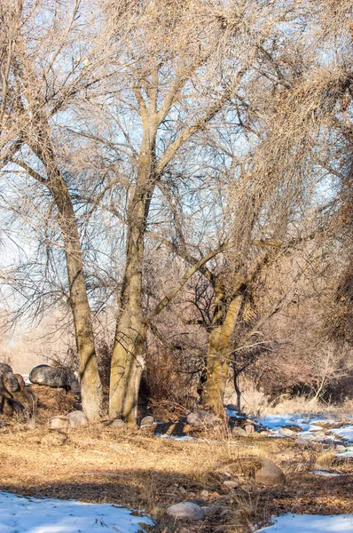 Early Spring — Stock Photo, Image