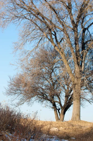 Wczesną wiosną — Zdjęcie stockowe