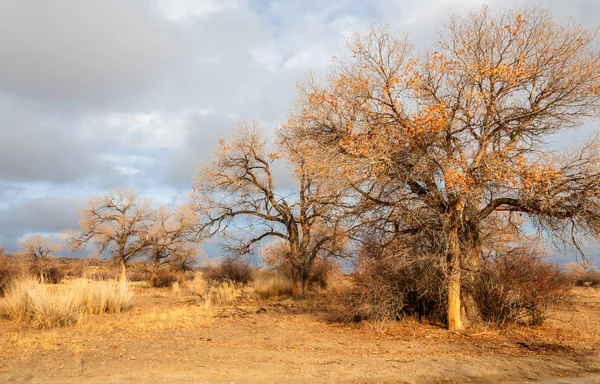 Near desert.  desert.  steppe. — 스톡 사진