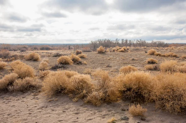 Steppe — Photo