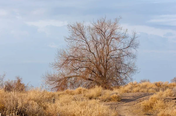 Steppe — Photo