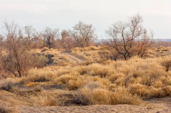 Steppe — Stock fotografie