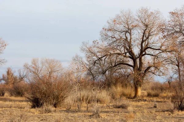 Steppe — Stock fotografie