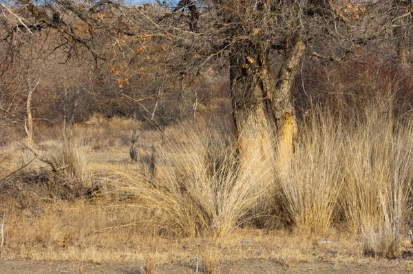 Steppe — Stock fotografie