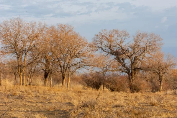 Steppe — Photo