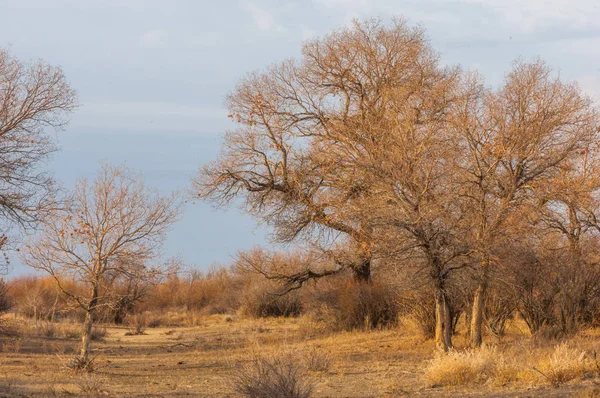 Steppe — Photo