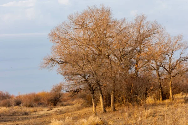 Steppe — Stockfoto