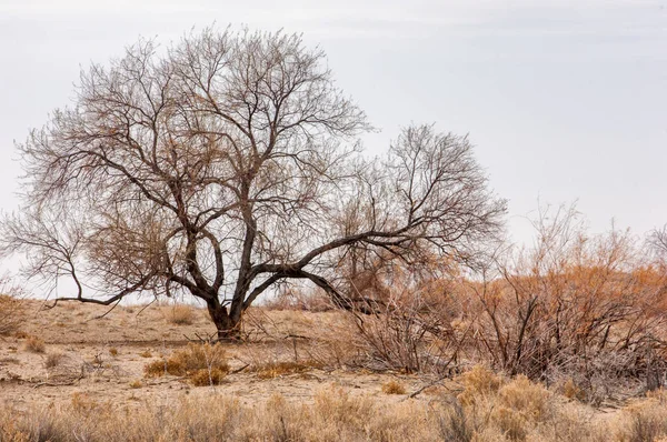 River in spring steppe — Stock Photo, Image