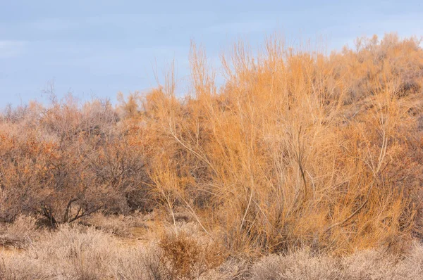 Bahar bozkırında nehir