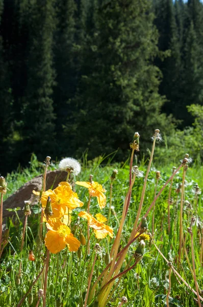 Yellow poppies in the mountains — Stock Photo, Image