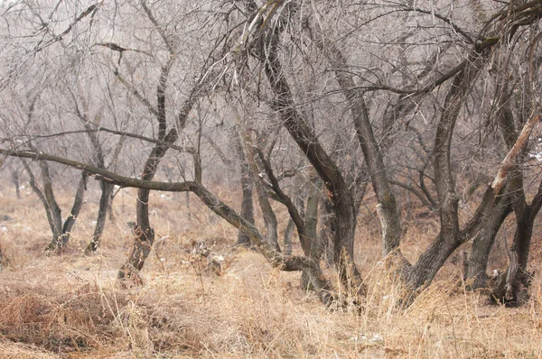 Bahar — Stok fotoğraf