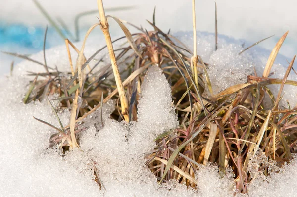 Frühling — Stockfoto