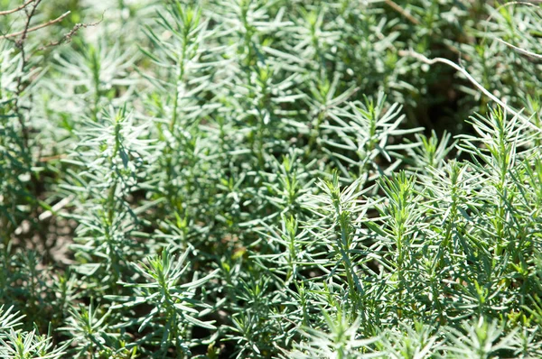 Wüstenfrühling — Stockfoto