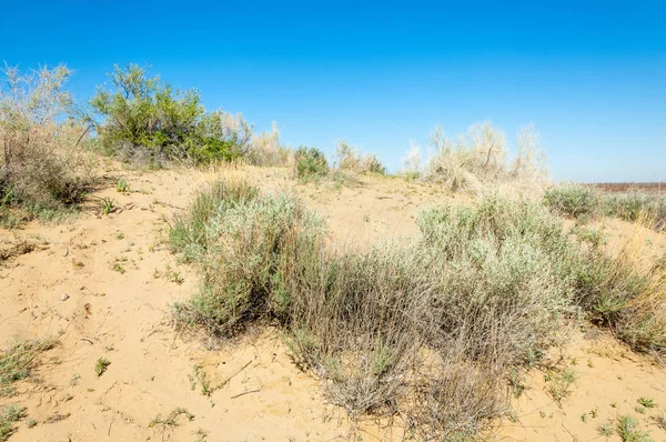 Printemps du désert des sables — Photo