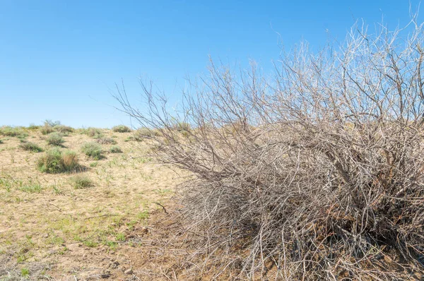 Printemps du désert des sables — Photo