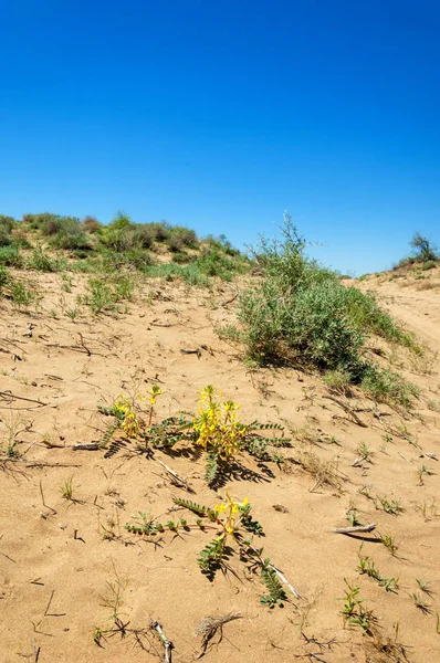 Primavera do deserto de Areias — Fotografia de Stock