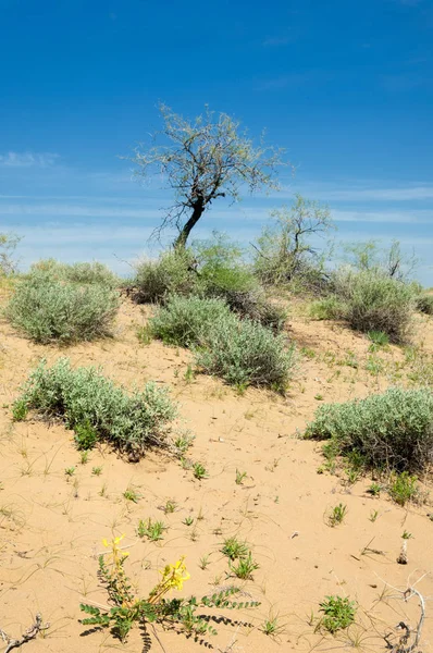 La primavera del desierto — Foto de Stock