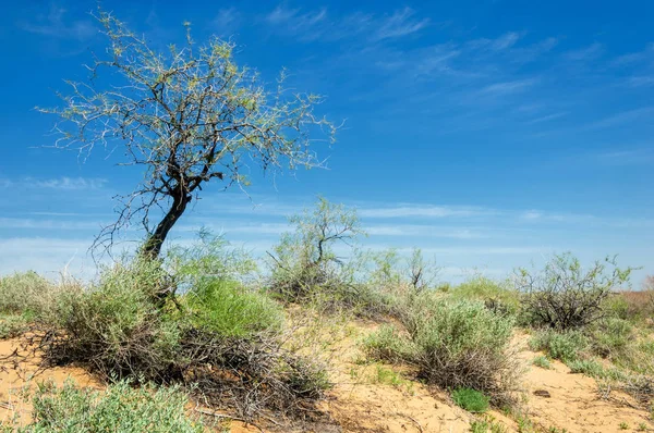 Písečné pouštní jaro — Stock fotografie