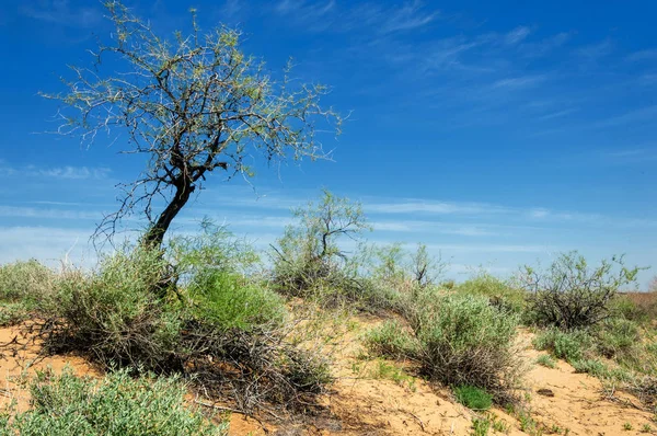 Printemps du désert des sables — Photo