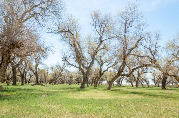 diversifolia Schrenk, Populus euphratica, Fırat Kavanozu, po