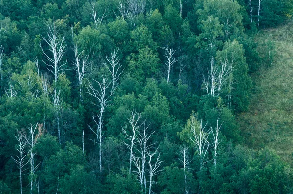 Waldnebel Stockbild