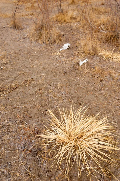 Steppe — Stock Image Steppe Stock Photo