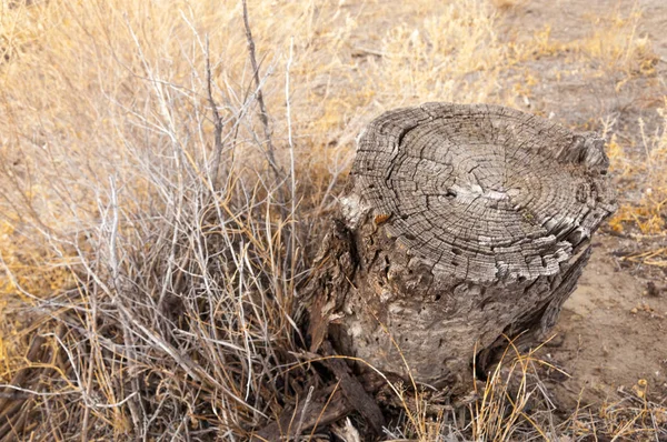 Steppe — Stock Image Steppe Royalty Free Stock Images