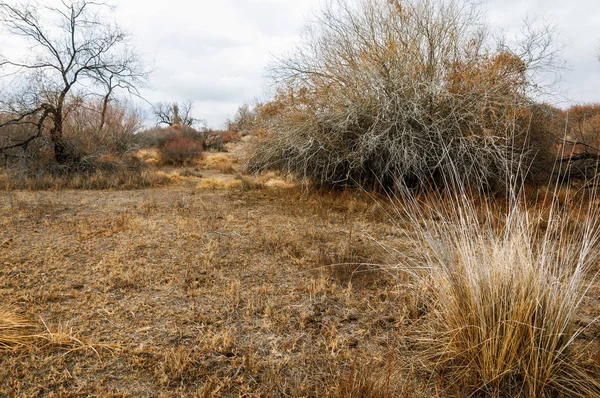 Steppe — Stock Image Steppe Stock Picture