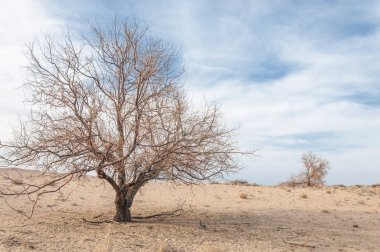 Yalnız ağaç erken Bahar