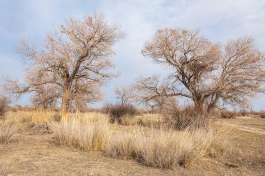 Yalnız ağaç erken Bahar