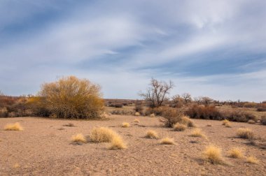 Yalnız ağaç erken Bahar