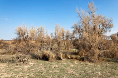 Bahar fotoğrafçılığı, uzun çimenli ağaçsız bozkır bozkırları, çayırlık, veld, veldt