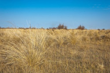 Bahar fotoğrafçılığı, uzun çimenli ağaçsız bozkır bozkırları, çayırlık, veld, veldt