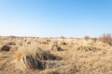 Bahar fotoğrafçılığı, uzun çimenli ağaçsız bozkır bozkırları, çayırlık, veld, veldt