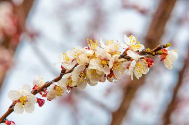 Bahar ağaçlar çiçek