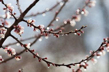 Bahar ağaçlar çiçek