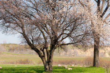 Kayısı bahar çiçekleri