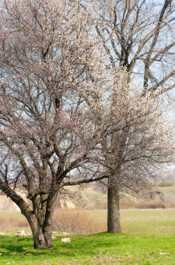 Kayısı bahar çiçekleri