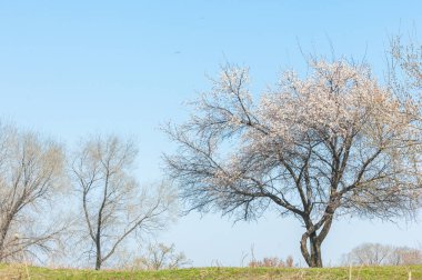 Ağaçların altında bahar gölgesi