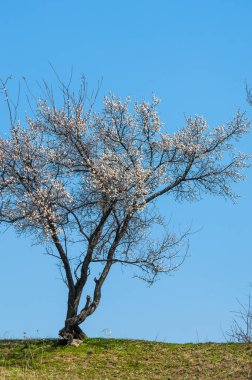 Kayısı bahar çiçekleri