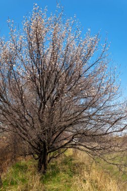 Kayısı bahar çiçekleri