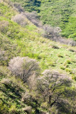 Kayısı çiçeği dağları