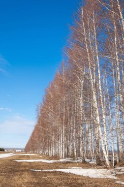 Bahar Orman, solmuş çimen, son kar, sp sıcak