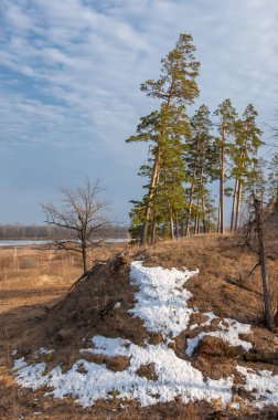 Bahar çam ormanı. bahar mevsimi. Bahar, Bahar,