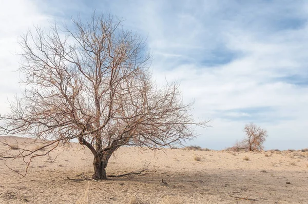Yalnız ağaç erken Bahar
