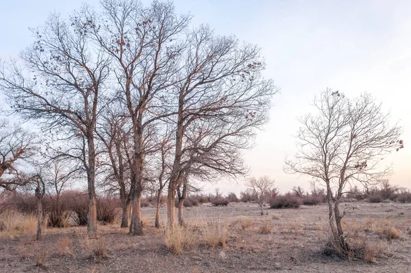 Yalnız ağaç erken Bahar