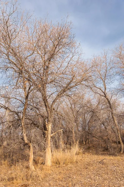 Arbre solitaire au début du printemps — 스톡 사진