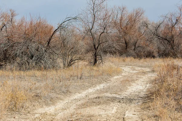 Estepe de primavera de areia — Fotografia de Stock